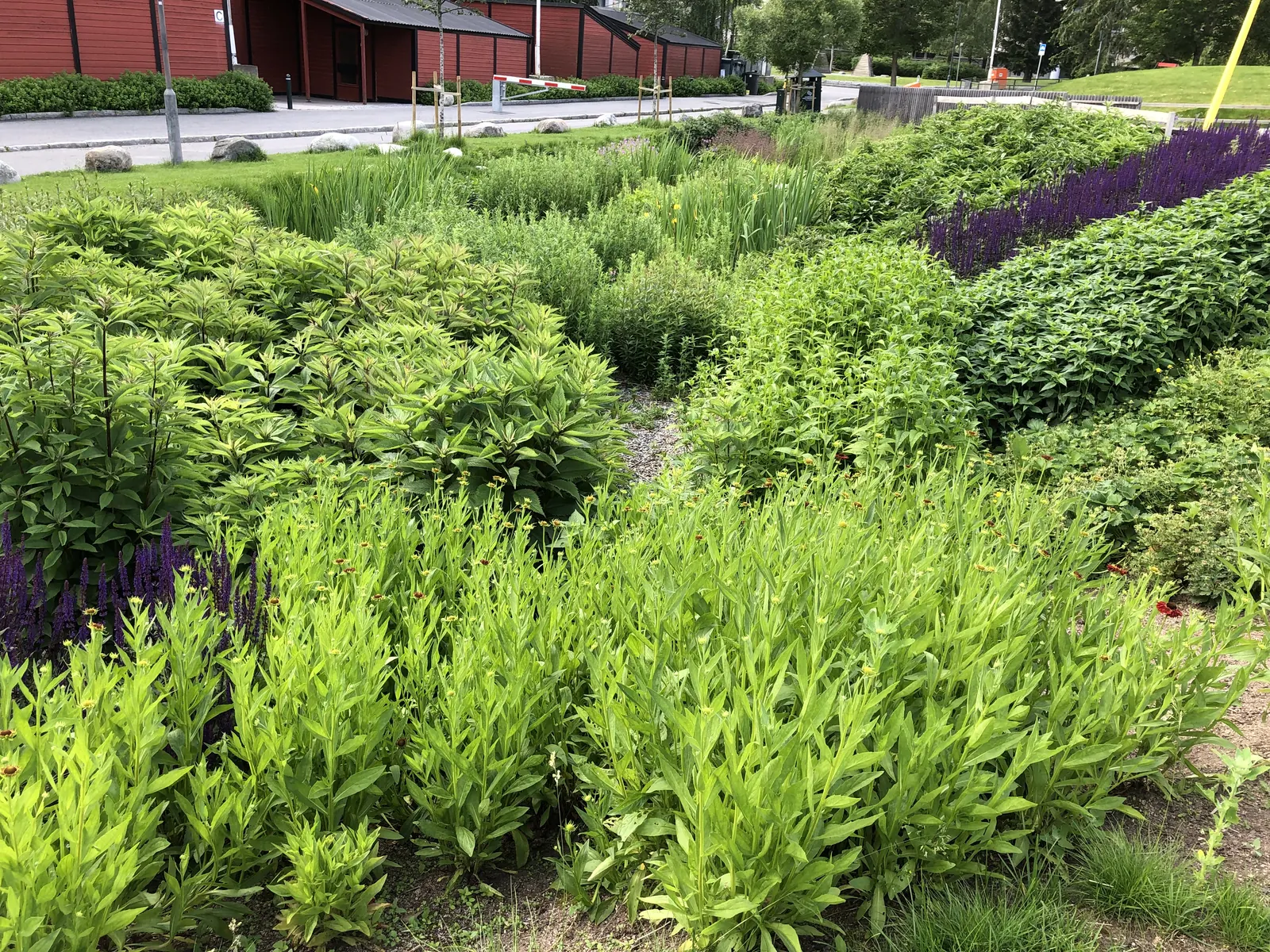 Regnbed i Verdensparken — blågrønn infrastruktur